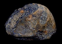 藏品(碎肢骨片)的圖片